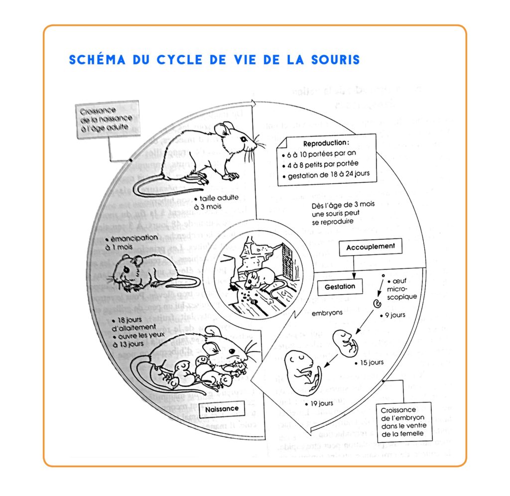 Mag 6 – Schémas de cycles de vie – Sciences en cadence